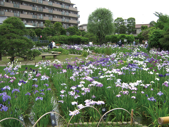 敷地面積およそ7,700㎡。約200種、およそ6,000株の菖蒲を鑑賞できる。