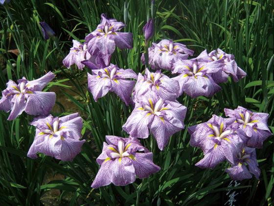 毎年6月には菖蒲まつりが開催される。