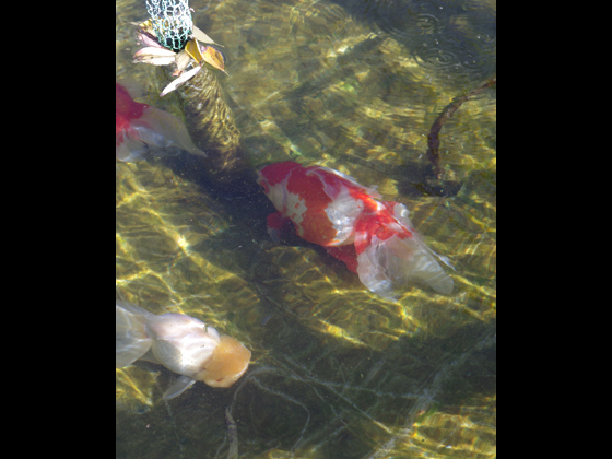 大きな水槽で泳ぐ姿は、金魚鉢と違い自由気まま。