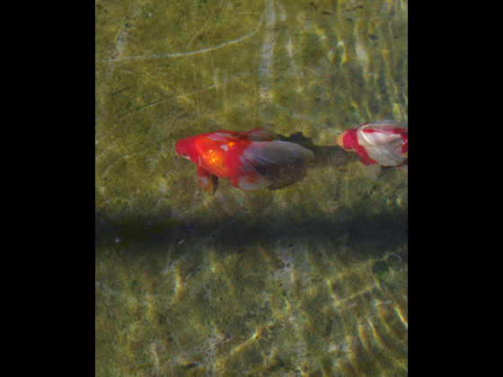 大きな水槽で泳ぐ姿は、金魚鉢と違い自由気まま。