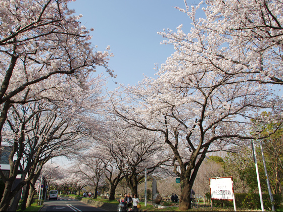 せっかくなら車より、遊歩道を歩いてお花見しませんか？