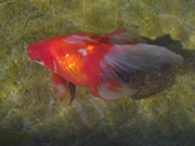 葛飾区金魚展示場