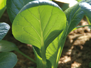 葛飾元気野菜