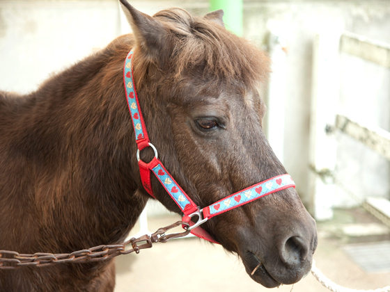 ポニーでの引き馬も無料で体験できます。