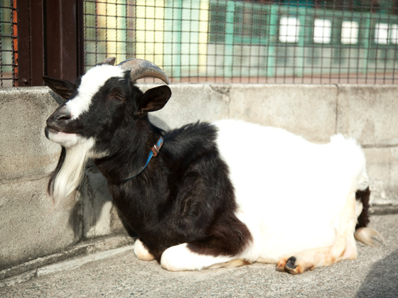 ふれあい動物広場のヤギさんは日向ぼっこでお昼寝中？