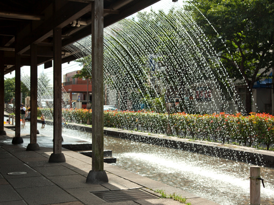 様々な生物が住みやすいような環境づくり（ビオトープ）がなされ、田んぼもある曳舟川親水公園。桜やしょうぶなど、四季を通して楽しめる。