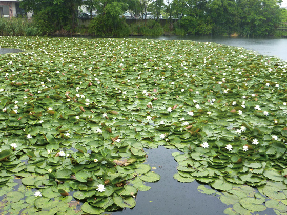 は涸れることがなく、この水を田畑に注ぎ雨乞いすれば、雨に恵まれるという言い伝えも。