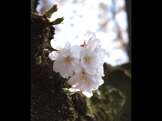 通り一面に咲き誇る桜並木は圧巻！絶好の撮影スポットでもあります。